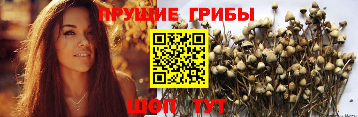Галлюциногенные грибы Psilocybe  Вход с VPN  Белая Калитва 